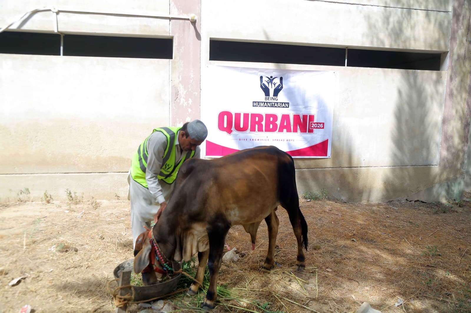 Qurbani distribution